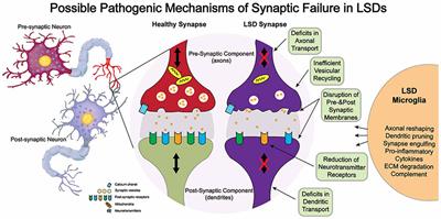 Synaptic Function and Dysfunction in Lysosomal Storage Diseases